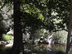 Río Alberche - Puente Nueva